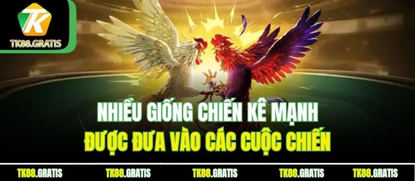 Đá Gà Thomo: Trận Đấu Kịch Tính, Cược Dễ Dàng Thưởng To Nhiều giống chiến kê mạnh được đưa vào các cuộc chiến